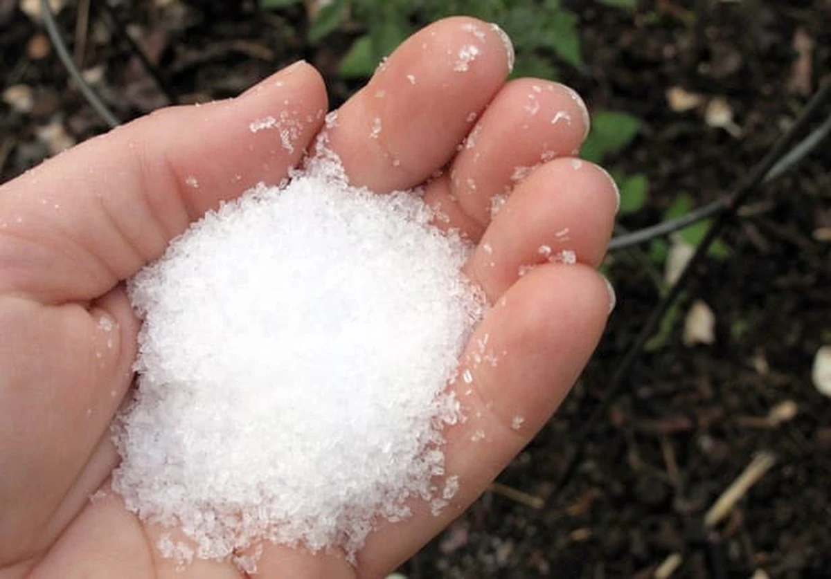 Césped amarillento: el truco de la Sal de Epsom para un verde intenso en mayo - image 1