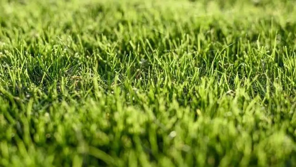 Césped perfecto: el error de 2 mm al plantar semillas de césped que lo arruina