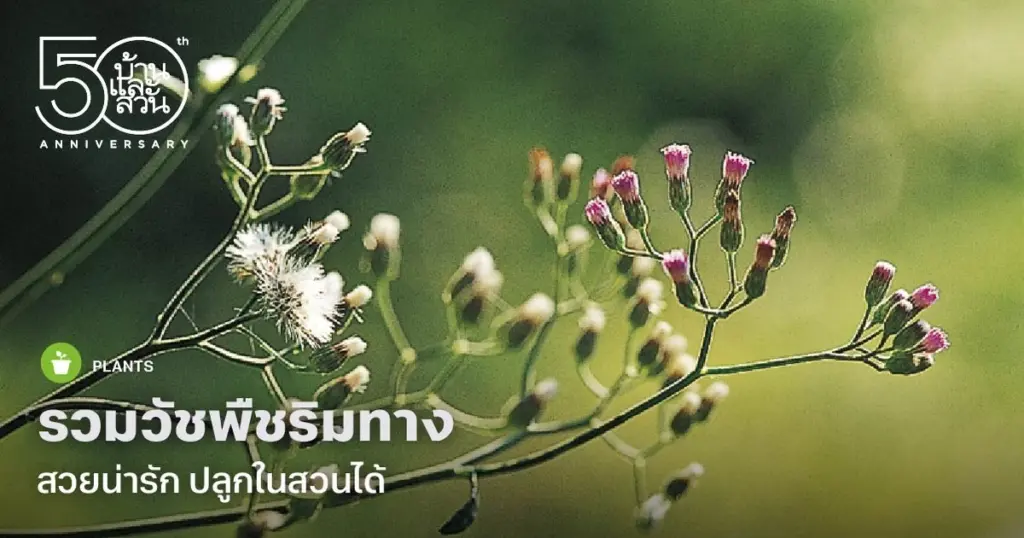 Césped seco: usa Ruellia tuberosa y Asystasia gangetica para un jardín siempre verde