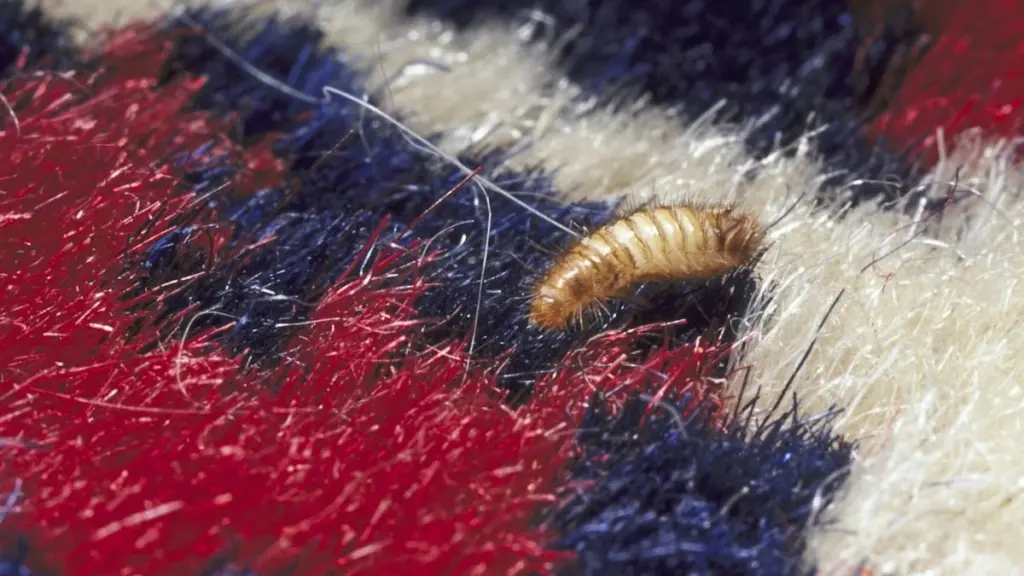 Cimicidae y Blattodea en casa: el truco de 3 pasos para evitar plagas