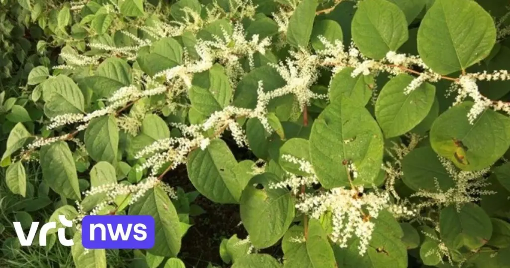 Cimientos en peligro por la Fallopia japonica: la invasión que altera Aarschot