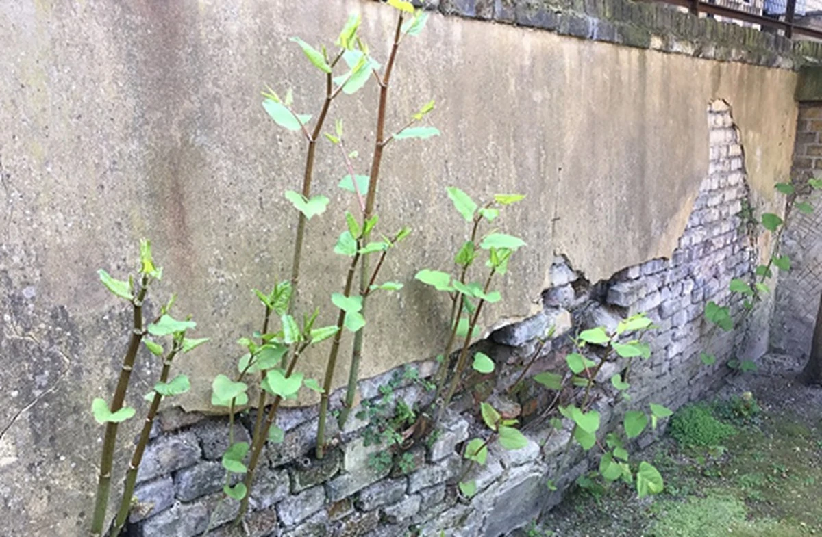 Cimientos en peligro por la Fallopia japonica: la invasión que altera Aarschot - image 1