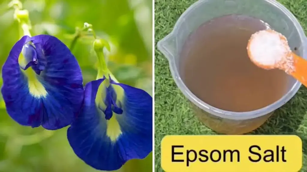 Clitoria ternatea (Aprajita) sin flores: el truco con Sal de Epsom para 2026