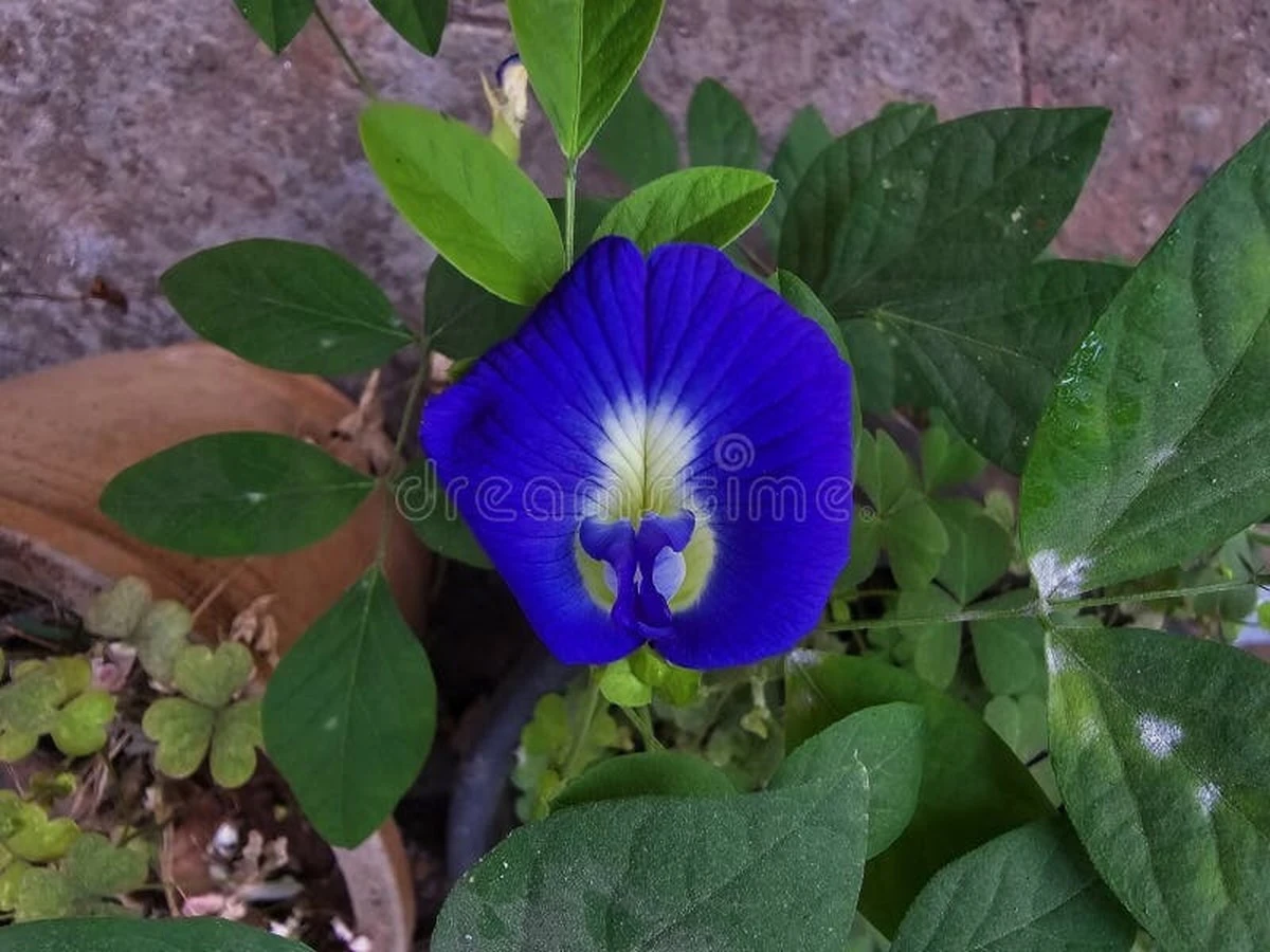 Clitoria ternatea (Aprajita) sin flores: el truco con Sal de Epsom para 2026 - image 1