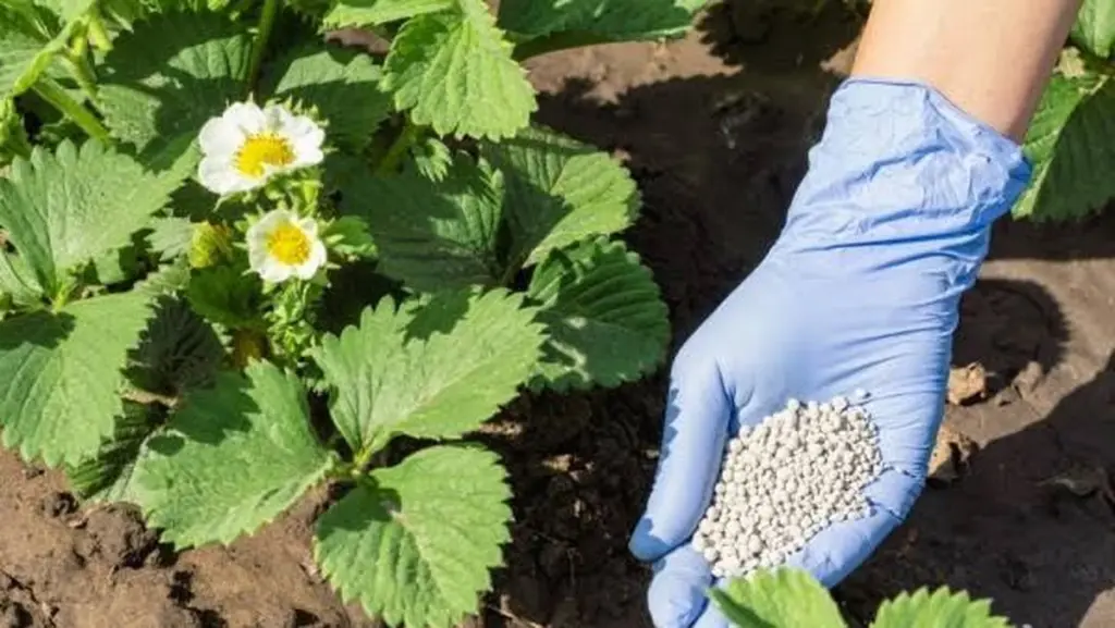 Cosecha de Fresa (Fragaria): el error con el Nitrógeno que arruina el sabor