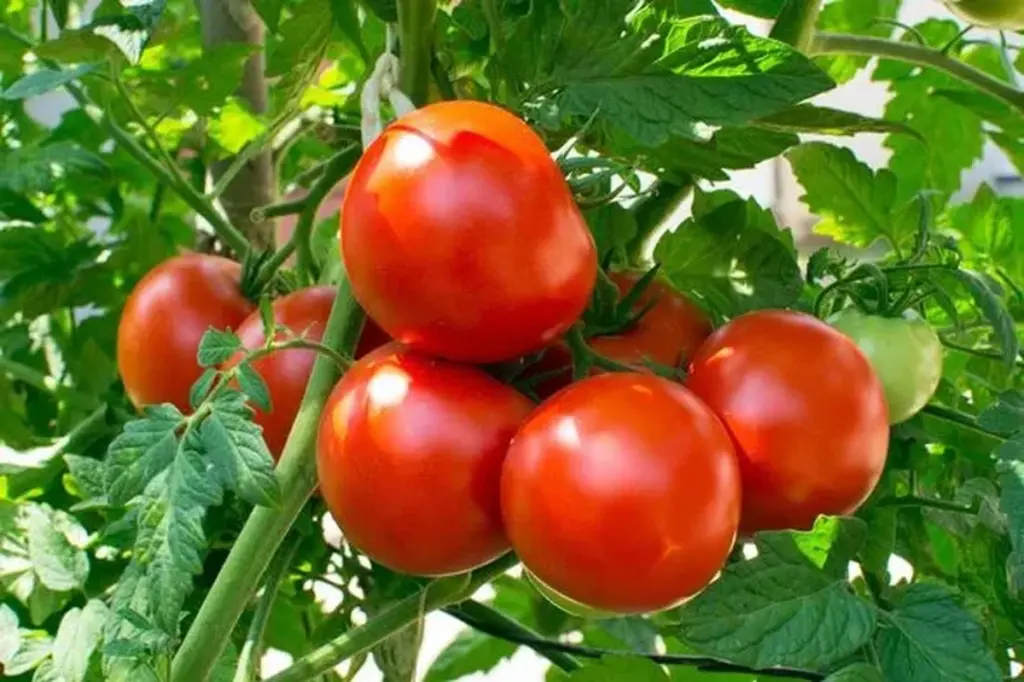 Cosecha récord de Tomates: por qué ya no tiro las Cáscaras de plátano