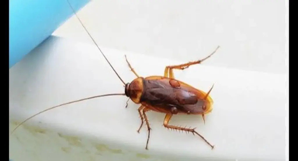 Cucaracha en la cocina: el truco del limón para alejarlas este verano