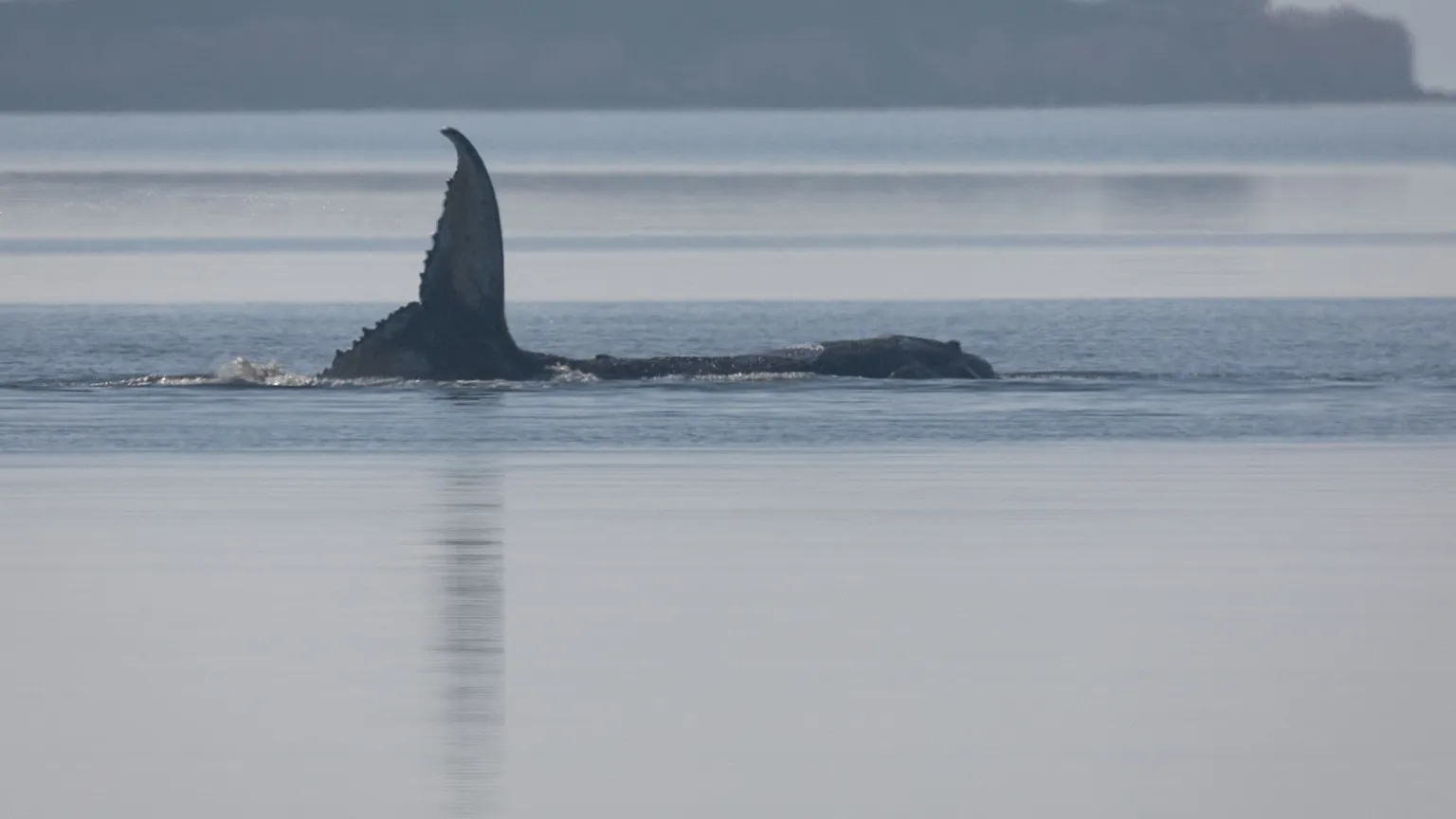 Timmy the Humpback Whale
