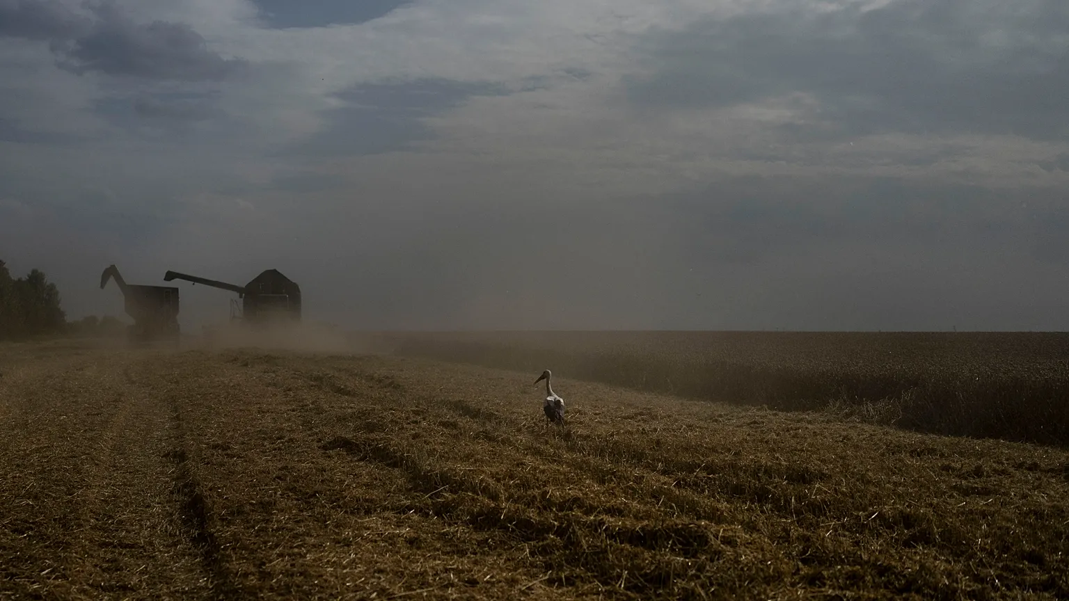FILE: a wheat field as a combine harvests the crops in Cherkasy region, Ukraine, Tuesday, July 25, 2023