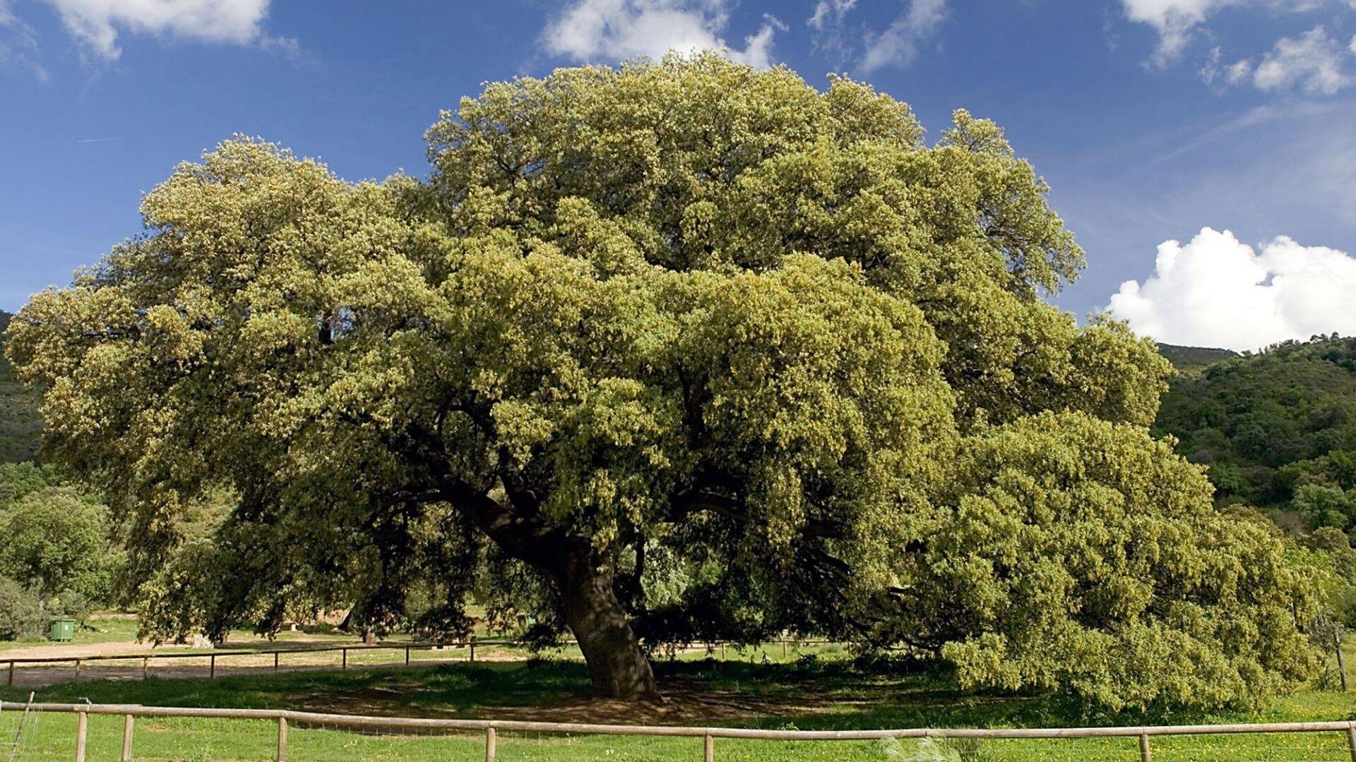 Foto: Este árbol de 400 años es el más bonito de España. (Ayuntamiento de Chaparro de la Vega)