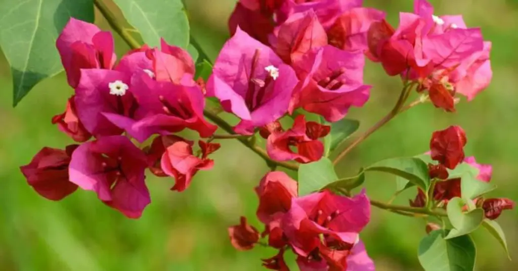 De Vietnam a España: el secreto de la Bougainvillea para enfriar tu casa