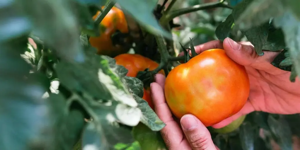 Dile adiós a los Tomates pequeños: el Fertilizante natural que uso cada 20 días