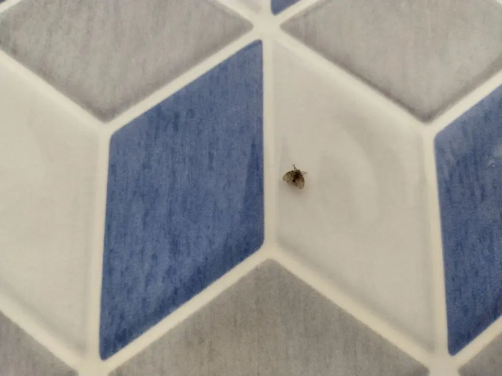 Drosophila melanogaster en tu cocina: el truco de 30 segundos para eliminarlas
