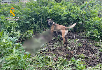 Perros desplazados desde Madrid han localizado el cadáver del hombre víctima de homicidio en La Almunia de Doña Godina (Zaragoza). (Europa Press)
