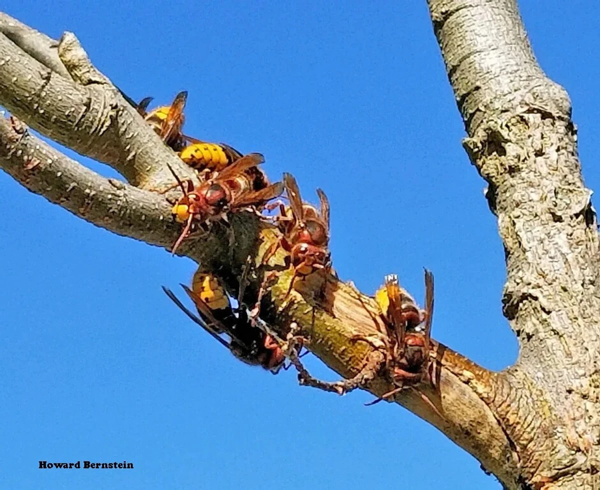 El peligro del Fresno: por qué este árbol atrae al Avispón a tu ventana - image 1