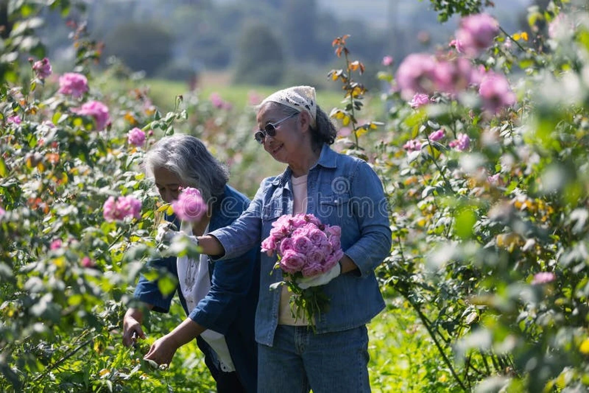 El secreto de Christine Nguyễn en California: así sanó su vida con rosas - image 1