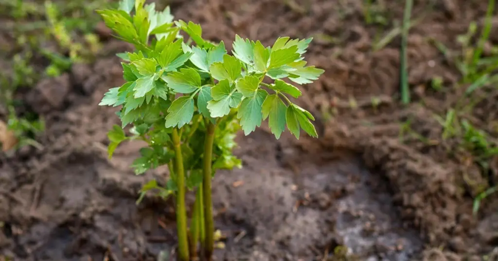 El secreto de Julius Maggi: cultiva Levisticum officinale en tu terraza este 2026