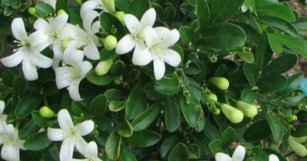 El secreto del Laurel en tu entrada: el truco del Feng Shui para proteger tu hogar