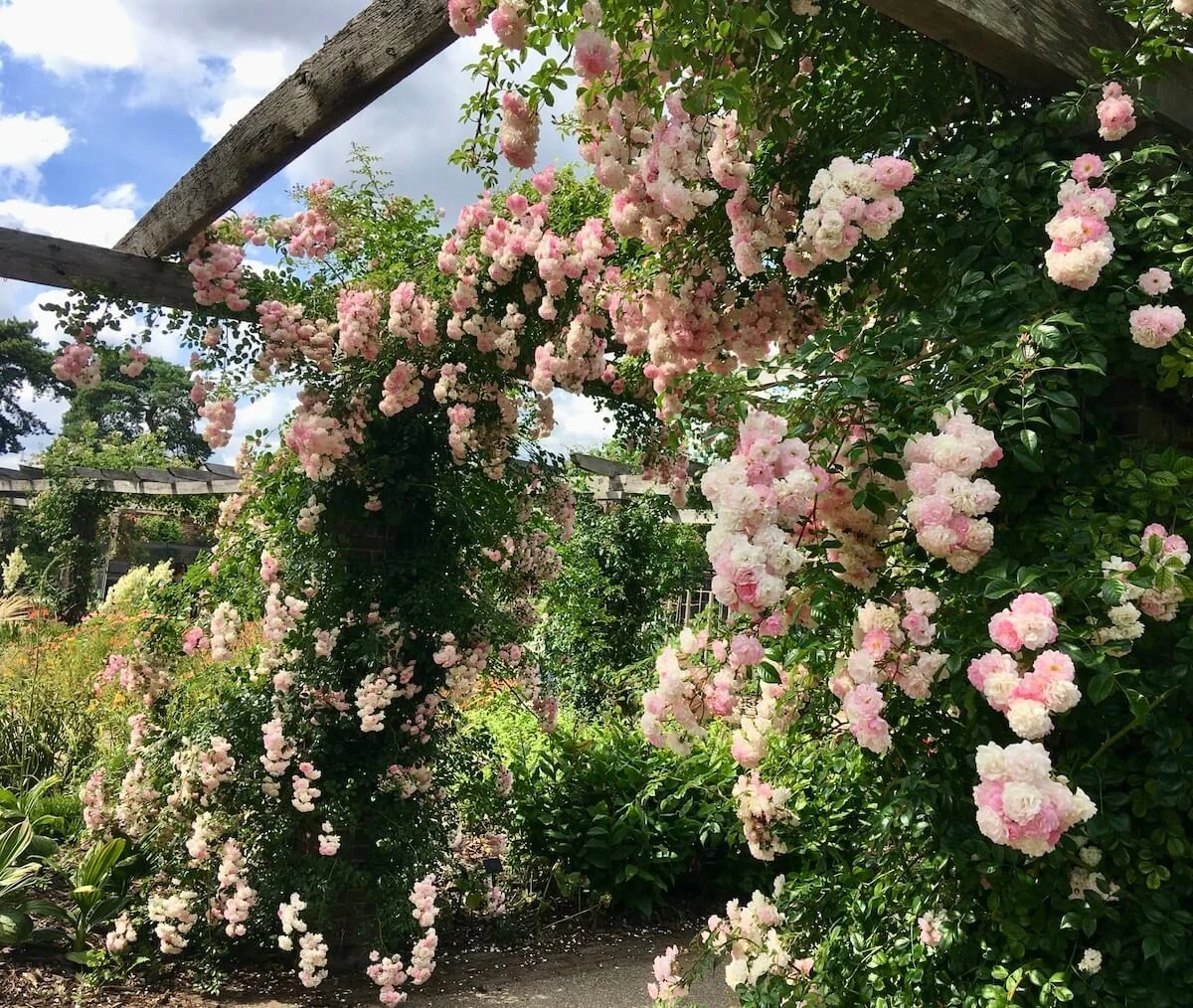El truco horizontal para tus rosas trepadoras: llena tu jardín de flores - image 1
