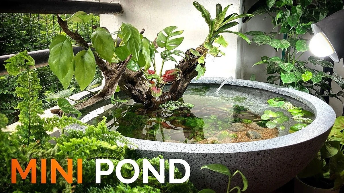 Estanque de jardín en miniatura: el truco para un Loto espectacular - image 1
