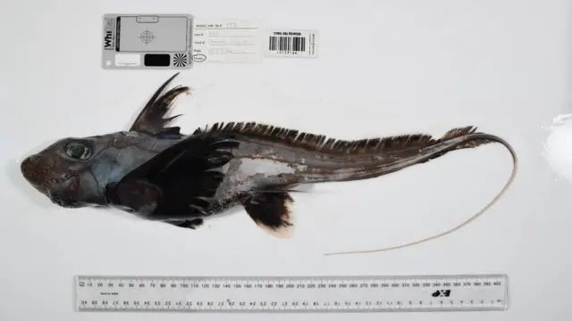 Un tiburón fantasma con piel de color gris oscuro a casi negro junto a una regla, con aletas que parecen alas.
