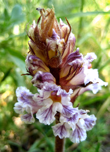 Una orobanche crenata en Grecia (Wikimedia Commons)