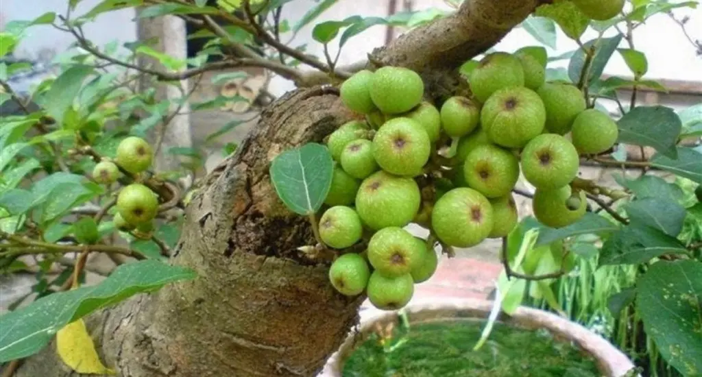 Ficus racemosa de Vietnam: el secreto para una casa fresca sin apenas riego