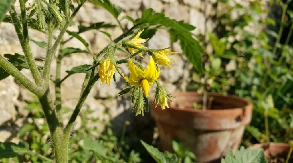Flores del Tomate: el error que vacía tu huerto y cómo evitarlo