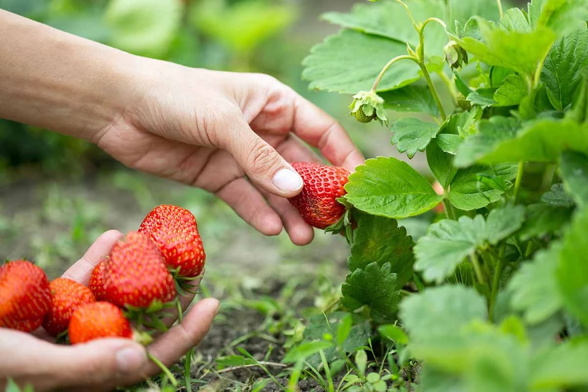 Fresas XL en casa: el truco de 3 pasos para tus plantas de fresa - image 1