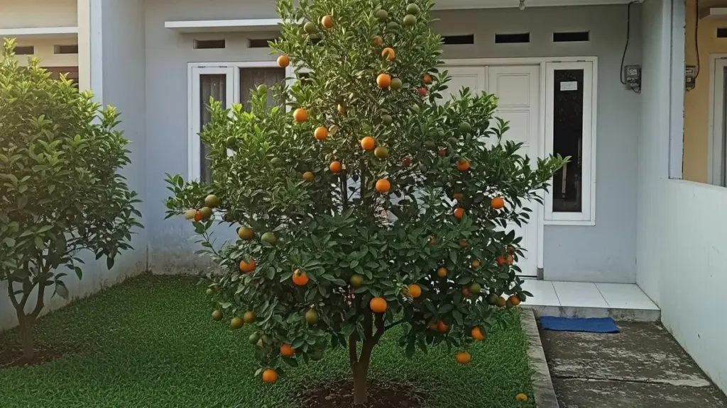 Fruta en casa sin romper tuberías: el método Tabulampot de Indonesia