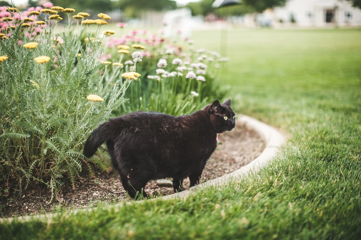 Gato en tu jardín: el truco de The Spruce para ahuyentarlo con café - image 1