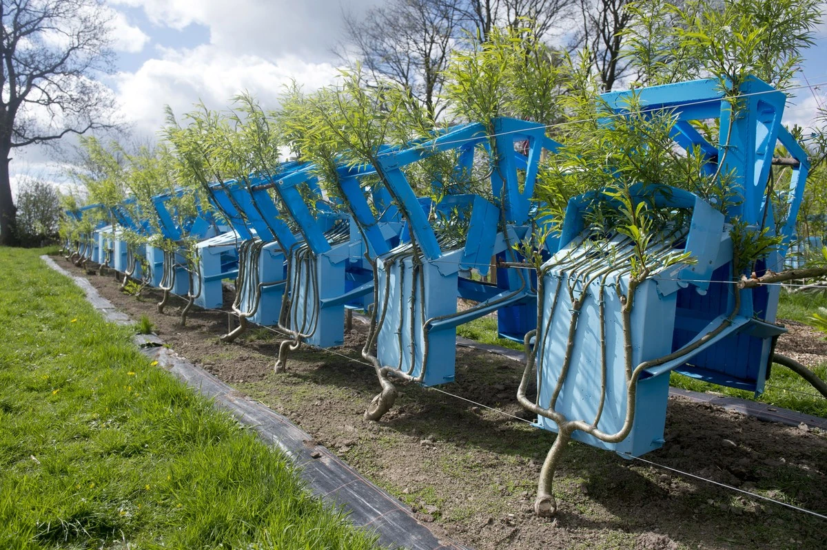 Gavin Munro y su método Full Grown: ya no fabrica muebles, ahora los cultiva - image 1