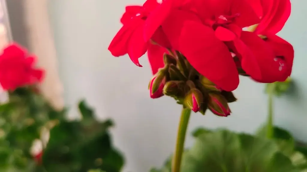 Geranio amarillo por el calor: el truco de la Spirulina para tu Pelargonium