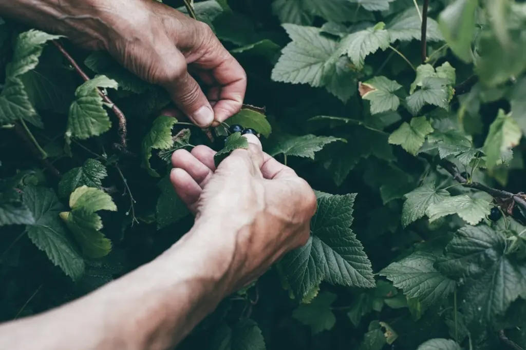 Grosellero (Ribes) dulce y enorme: el truco de mayo para evitar frutos ácidos