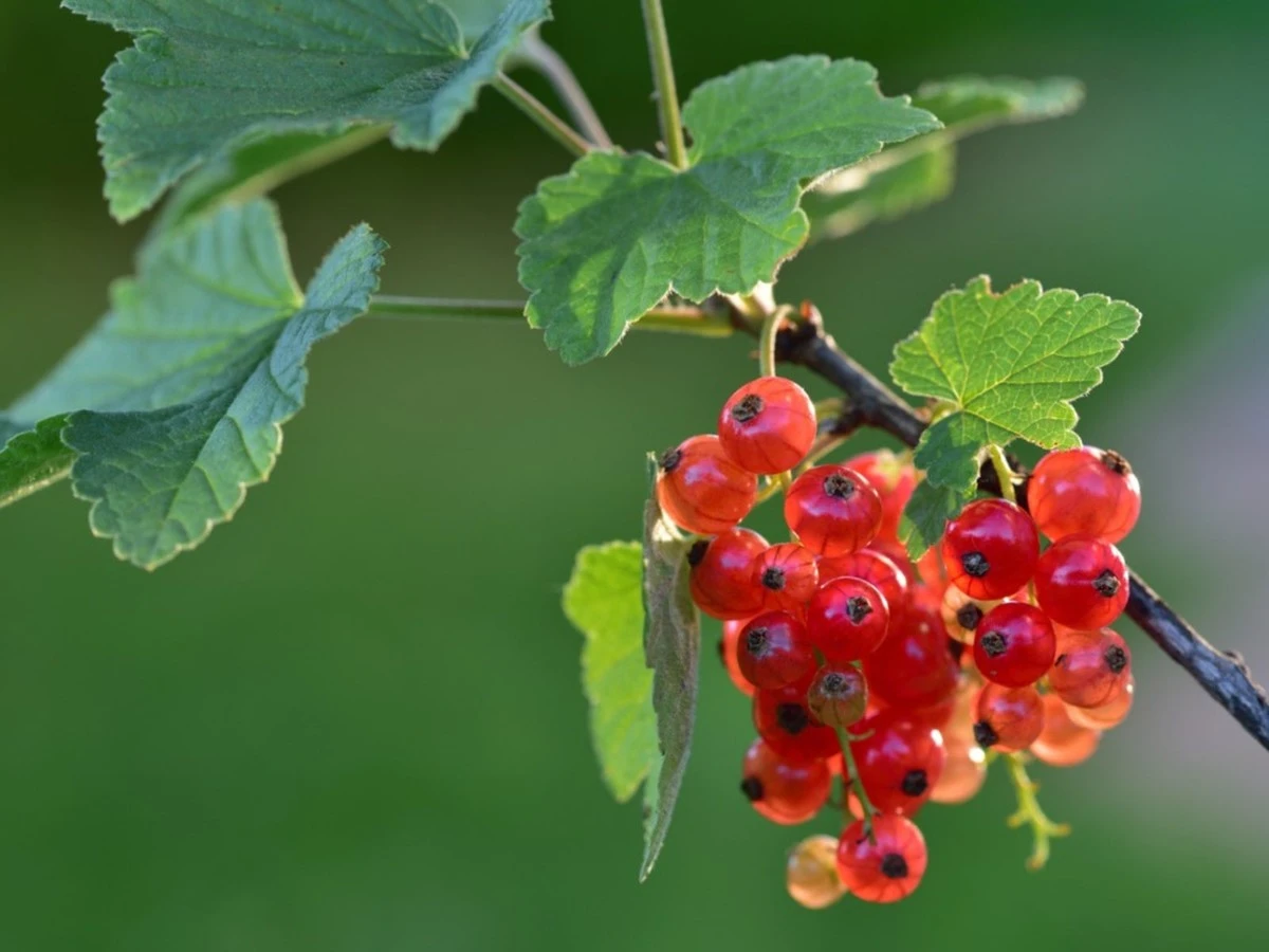 Grosellero (Ribes) dulce y enorme: el truco de mayo para evitar frutos ácidos - image 1