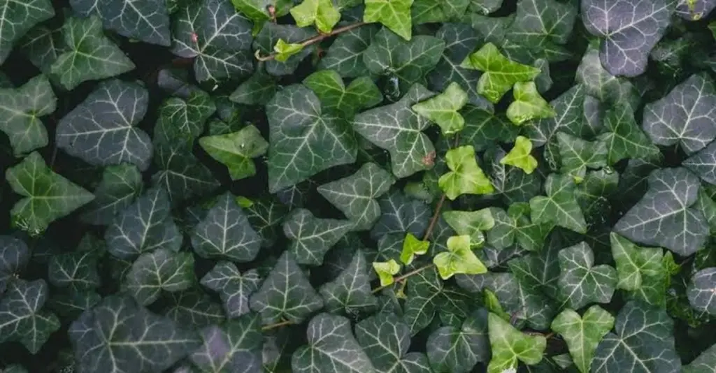 Hiedra común (Hedera helix): adiós a este peligro en tu muro este Otoño