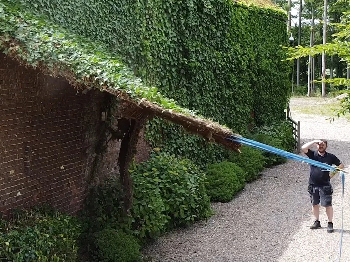 Hiedra común (Hedera helix): adiós a este peligro en tu muro este Otoño - image 1