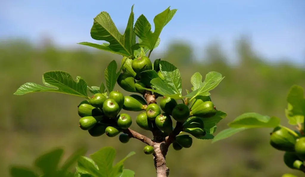 Higo (Ficus carica) en maceta: el secreto para cosechar Brown Turkey dulces