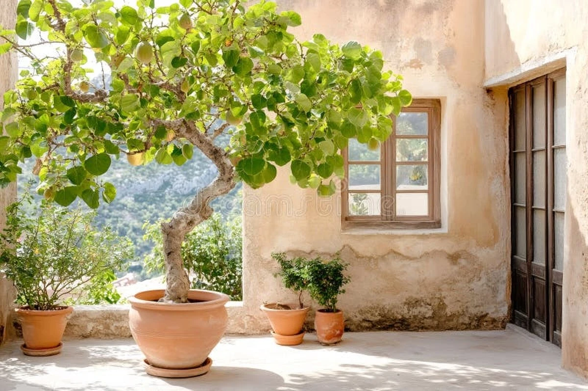 Higo (Ficus carica) en maceta: el secreto para cosechar Brown Turkey dulces - image 1