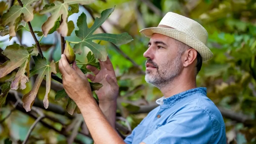 Higuera (Ficus carica): el truco de la rama para una propagación vegetal infinita