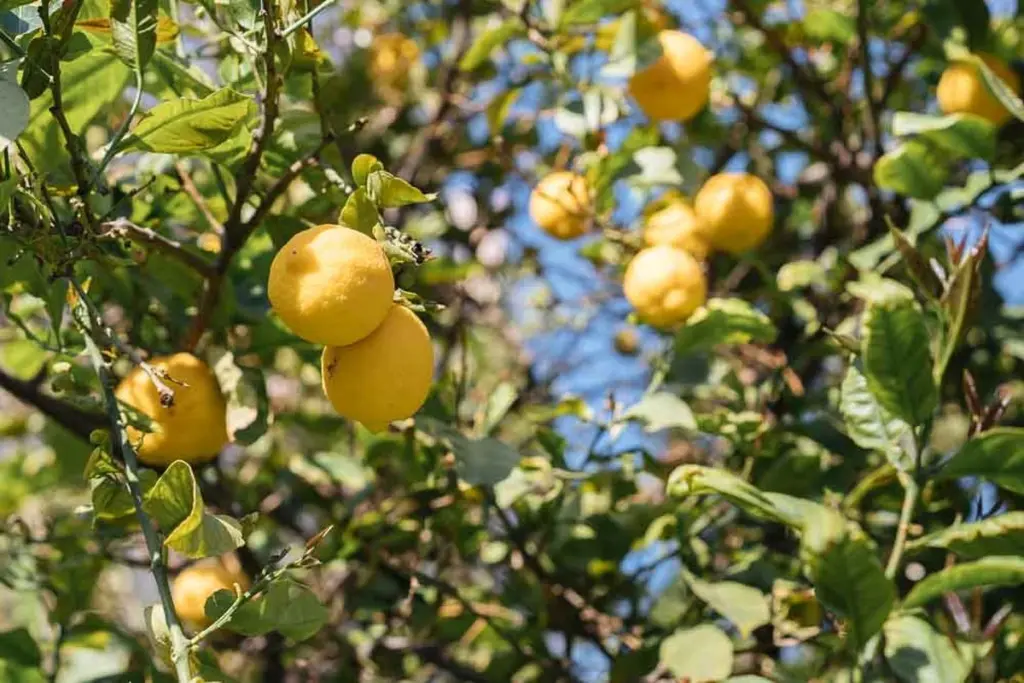 Hojas amarillas en tu Limonero (Citrus × limon): el truco para un Limón sano