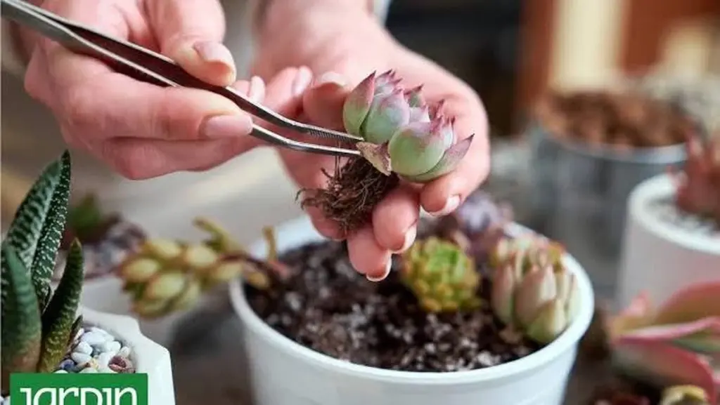 Hojas arrugadas en tu Cactus y Suculentas: el truco para salvarlas este otoño