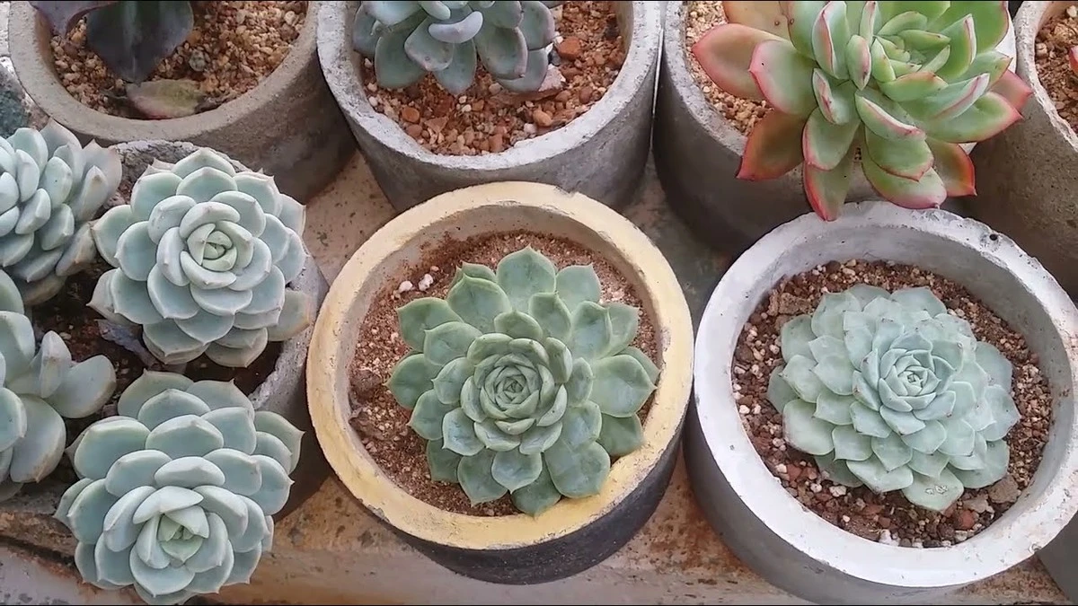 Hojas arrugadas en tu Cactus y Suculentas: el truco para salvarlas este otoño - image 1