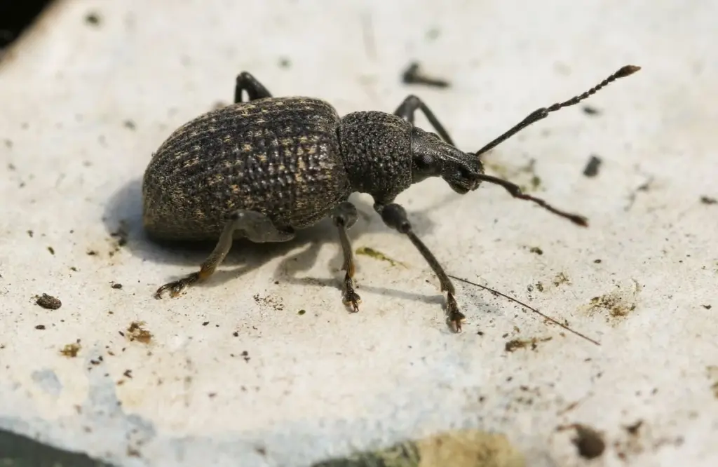 Hojas mordidas: elimina el Otiorhynchus de Polonia con este método infalible