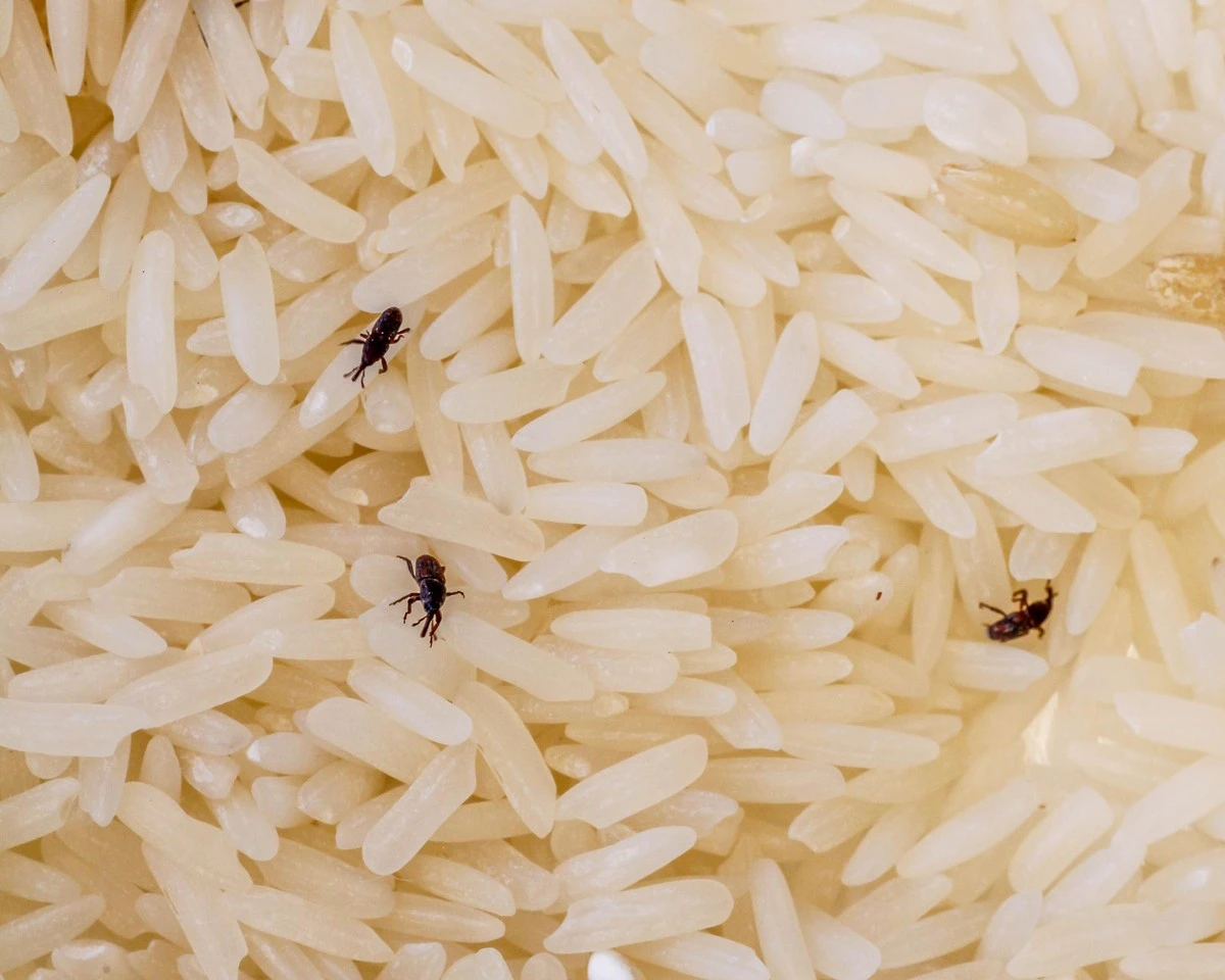 Hormigas en el arroz: el truco infalible para proteger tu comida este verano - image 1