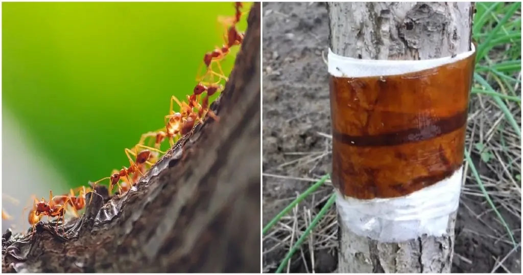 Hormigas y pulgones en tus frutales: el truco natural para salvar tu cosecha