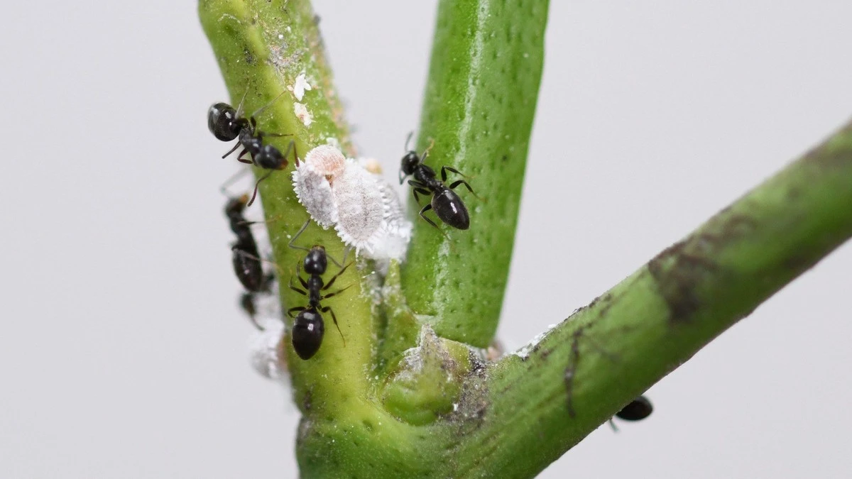 Hormigas y pulgones en tus frutales: el truco natural para salvar tu cosecha - image 1