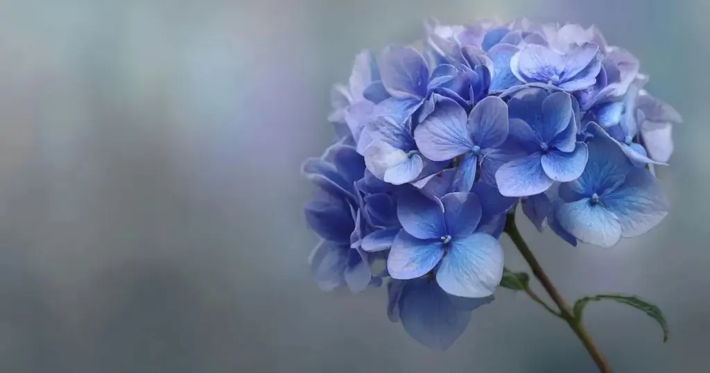 Hortensia azul o rosa: el truco del pH para cambiar su color en 2026