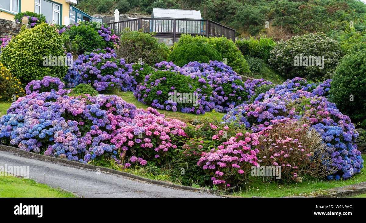 Hortensia azul o rosa: el truco del pH para cambiar su color en 2026 - image 1