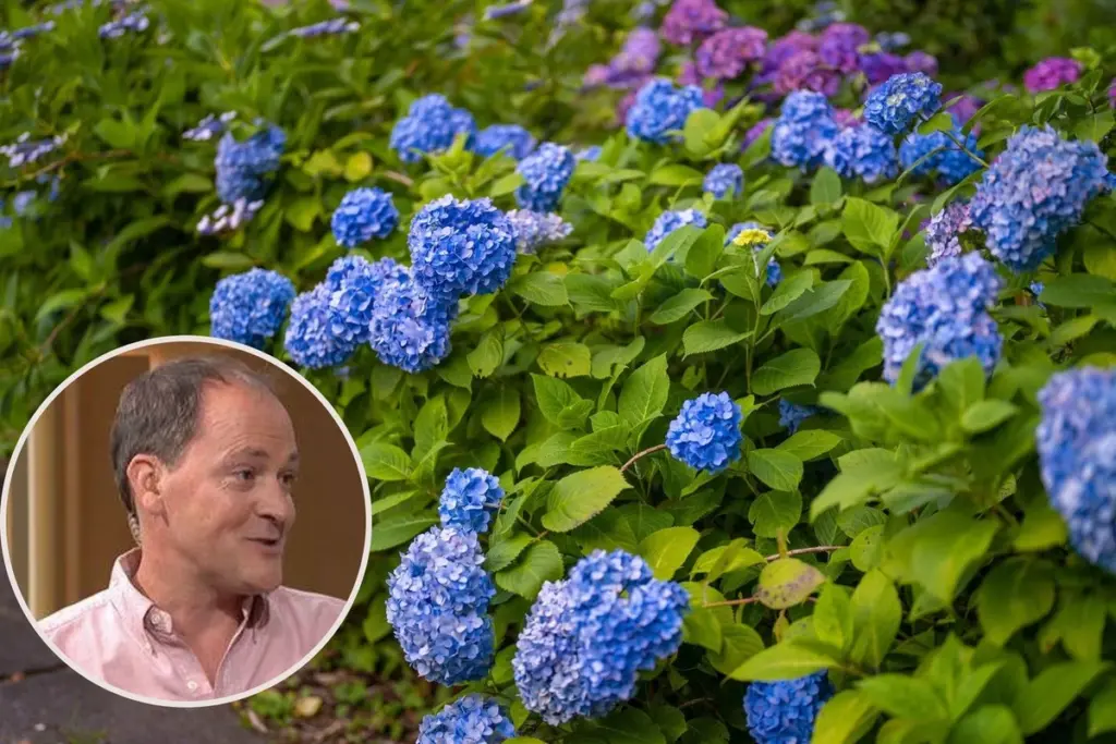 Hortensia azul y radiante: no tires los posos de café y haz esto